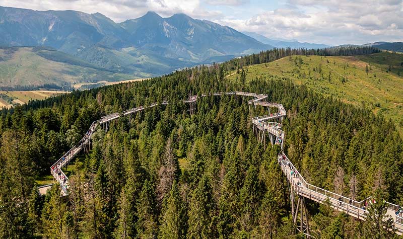 Trekking po lesie - poznaj ścieżki w koronach drzew z genialnym widokiem