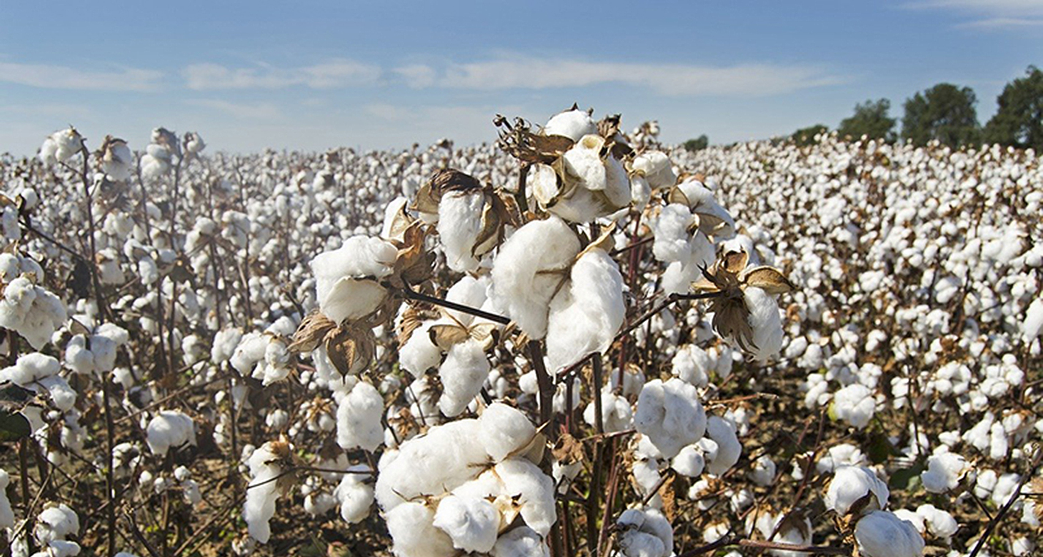 Bawełna organiczna – czym jest i dlaczego warto kupować z nią ubrania, czym różni się od zwykłej bawełny?