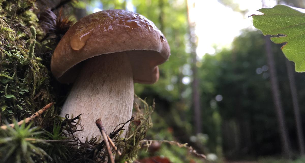 Grzybobranie - kiedy i gdzie wybrać się na grzyby? Jak się przygotować do zbierania grzybów? 