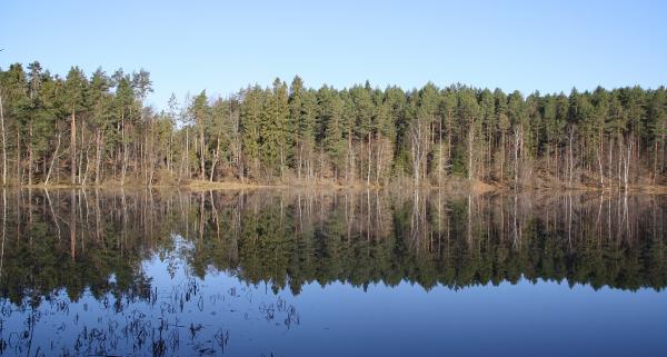 Bory Tucholskie – najlepsze atrakcje oraz rady, które trzeba znać przed odwiedzeniem. Czy Bory Tucholskie są dobre do zwiedzania z dziećmi?