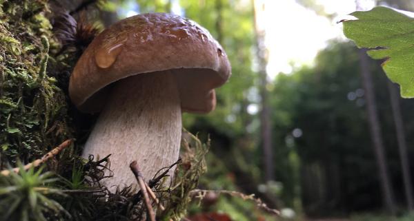 Grzybobranie - kiedy i gdzie wybrać się na grzyby? Jak się przygotować do zbierania grzybów? 