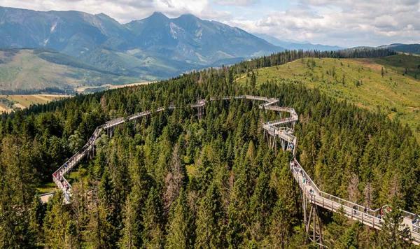 Trekking po lesie - poznaj ścieżki w koronach drzew z genialnym widokiem