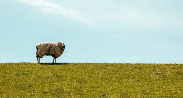Wełna merynos – dlaczego jest tak cenna?