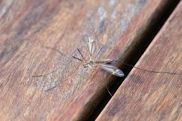 Sposoby na komary: sprawdź, jak je skutecznie odstraszać