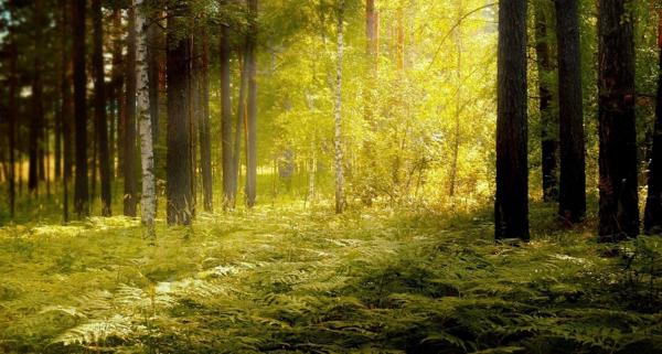 Shinrin Yoku – czym są terapeutyczne kąpiele leśne? Jak japońska sztuka czerpania mocy z przyrody może Ci pomóc?