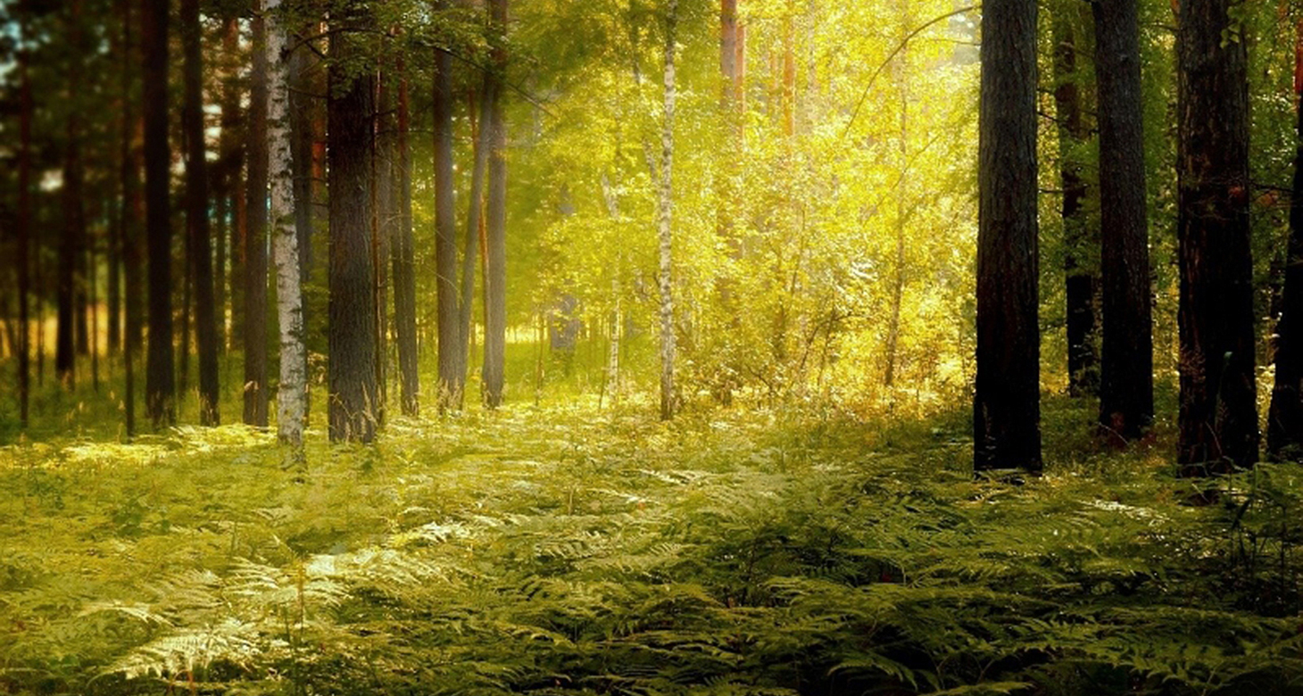 Shinrin Yoku – czym są terapeutyczne kąpiele leśne? Jak japońska sztuka czerpania mocy z przyrody może Ci pomóc?
